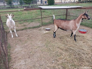 Capre De Vanzare - imagine 3 Capre De Vanzare - imagine 3