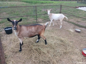 Capre De Vanzare - imagine 4 Capre De Vanzare - imagine 4