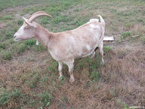 Capre De Vanzare - imagine 5 Capre De Vanzare - imagine 5