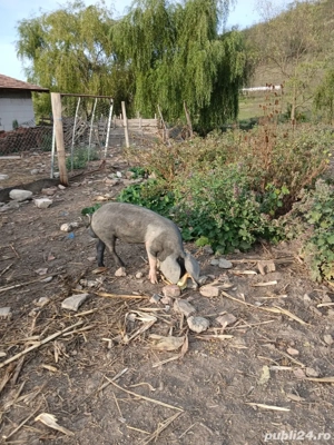 vand vier bazna  - imagine 3 vand vier bazna  - imagine 3