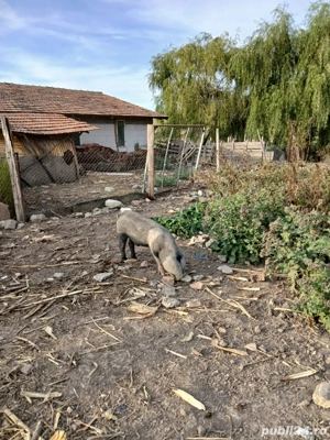 vand vier bazna  - imagine 2 vand vier bazna  - imagine 2