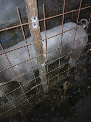 Vând vier pietrean belgian 