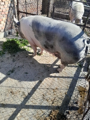 Vând 2 scroafe de aproximativ 300 320 kg preț 10 lei kg