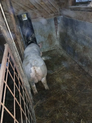 Vând vier pietrean belgian  - imagine 2