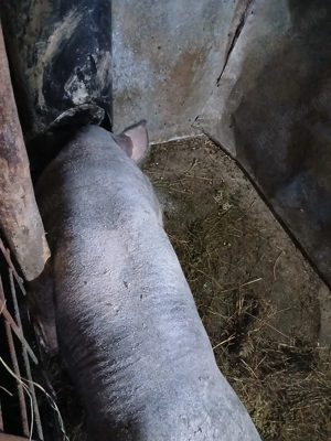 Vând vier pietrean belgian  - imagine 4