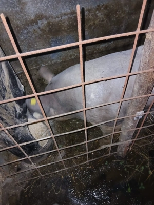 Vând vier pietrean belgian  - imagine 5