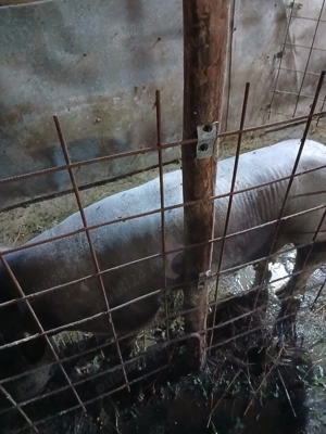 Vând vier pietrean belgian  - imagine 3