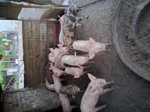 Vând purcei  - imagine 3 Vând purcei  - imagine 3