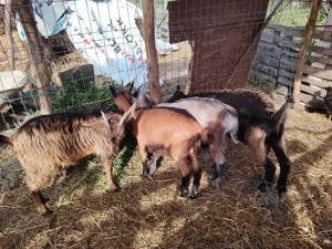 Vând ieduțe de rasa