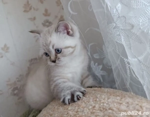 Radgoll cu ochii albaștri  - imagine 3