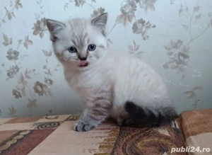 Radgoll cu ochii albaștri  - imagine 2