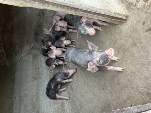 Purcei de vanzare  - imagine 4