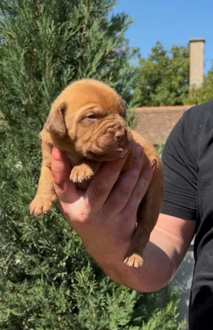 Pui Dog de Bordeaux de vânzare   rasă pură, pedigree - imagine 2