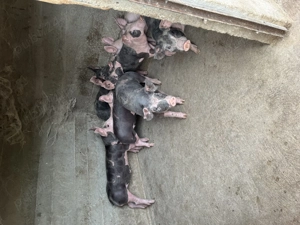 Purcei de vanzare  - imagine 5