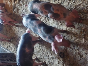 Vând purcei pietran pur  - imagine 3