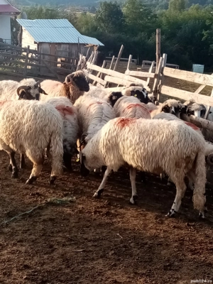 Oi de vânzare  - imagine 2 Oi de vânzare  - imagine 2