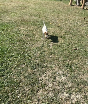 Jack Russell femelă 
