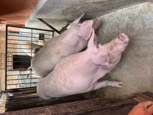 Purcei de vanzare  - imagine 3