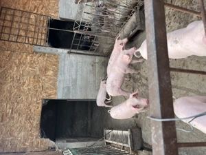 Purcei de vanzare  - imagine 2