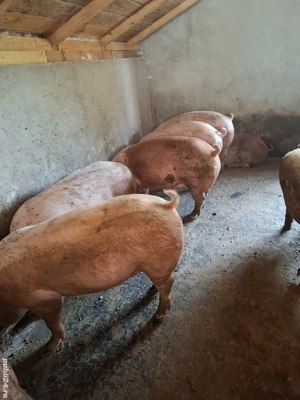 Porci de vânzare 170-250kg - imagine 3