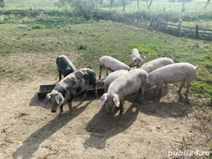 De vanzare porci 