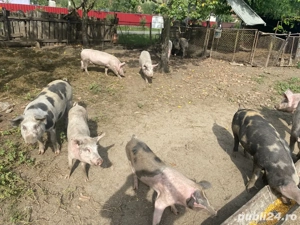 De vanzare porci  - imagine 2 De vanzare porci  - imagine 2