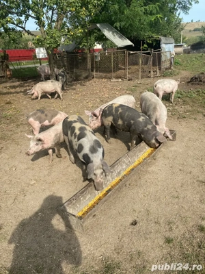 De vanzare porci  - imagine 4 De vanzare porci  - imagine 4