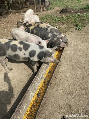 De vanzare porci  - imagine 5 De vanzare porci  - imagine 5