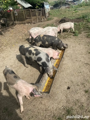 De vanzare porci  - imagine 3 De vanzare porci  - imagine 3