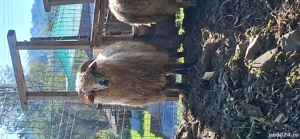 Vînd Berbeci - imagine 2 Vînd Berbeci - imagine 2