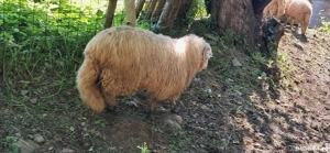 Vînd Berbeci - imagine 3 Vînd Berbeci - imagine 3