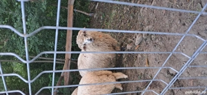 Vînd Berbeci - imagine 4 Vînd Berbeci - imagine 4