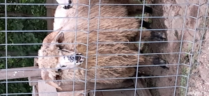 Vînd Berbeci - imagine 5 Vînd Berbeci - imagine 5