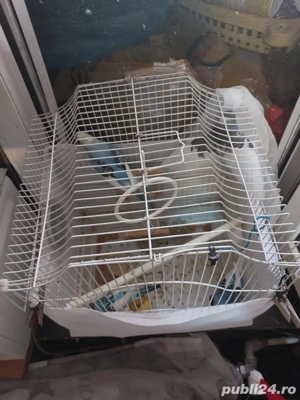 peruși tinerii  - imagine 2