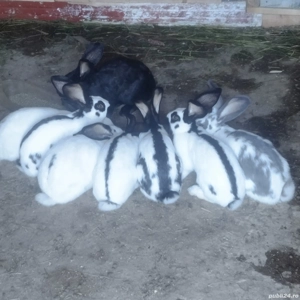 iepuri fluture german - imagine 3