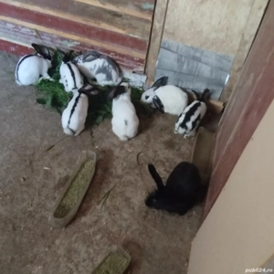 iepuri fluture german - imagine 2