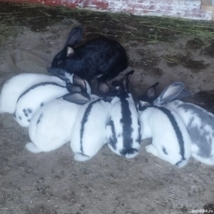 iepuri fluture german - imagine 4