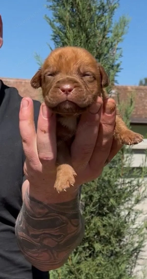 Pui Dog de Bordeaux de vânzare   rasă pură, pedigree