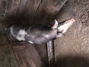 Vând vier și purcea se poate vinde împreună sau separat