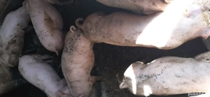 purcei de vanzare - imagine 2