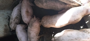 purcei de vanzare - imagine 3