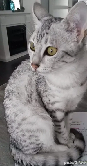 British Shorthair 5 luni 