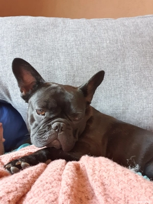 Donez femela bulldog francez si femela chow-chow - imagine 3