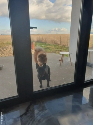 Donez femela bulldog francez si femela chow-chow - imagine 2