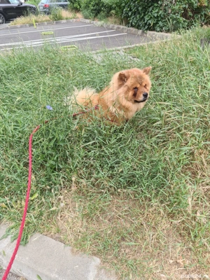 Donez femela bulldog francez si femela chow-chow - imagine 4