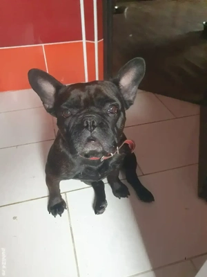 Donez femela bulldog francez si femela chow-chow