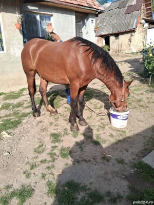 Cal de vanzare, si usor negociabil - imagine 2