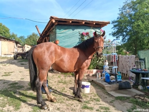 Cal de vanzare, si usor negociabil - imagine 3