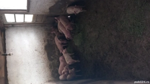 Purcei de vanzare - imagine 3