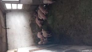 Purcei de vanzare - imagine 2